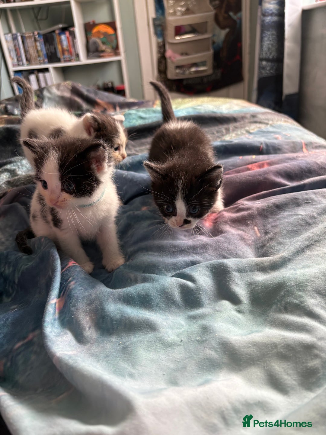 Ragdoll cats for sale: Ragdoll cross  - Image 14