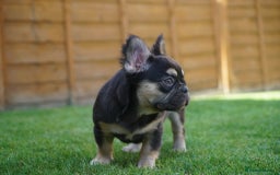 French Bulldog dogs for sale: Exceptional KC Fluffy French Bulldog Puppies - Image 3