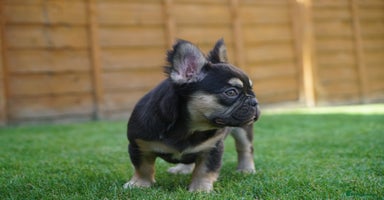 French Bulldog dogs - Advert 7