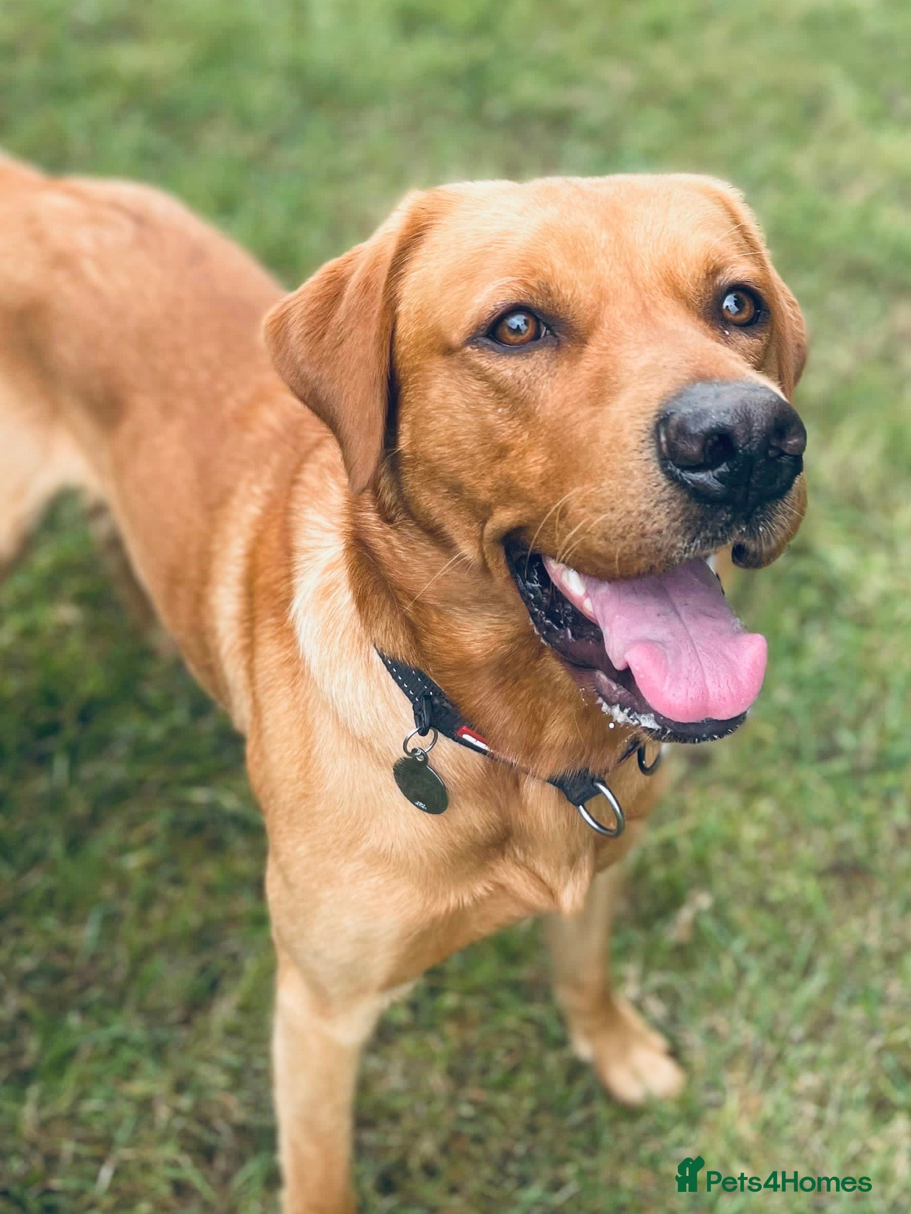 Labrador Retriever dogs Experienced Fox Red Labrador available for stud in Buckingham - Advert 1