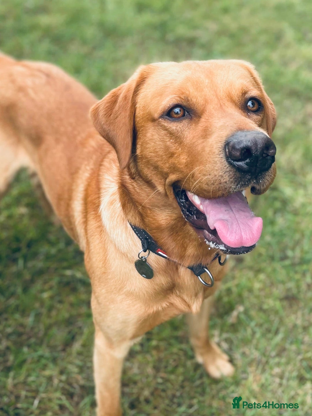 Labrador Retriever dogs for stud: Experienced Fox Red Labrador available for stud in Buckingham - Advert 1