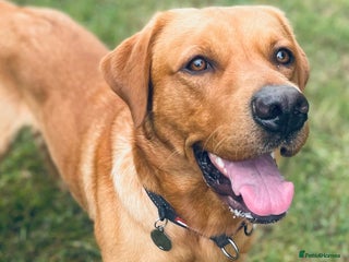 Labrador Retriever dogs in Buckingham - Advert 33