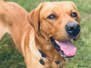 Labrador Retriever dogs Experienced Fox Red Labrador available for stud in Buckingham - Advert 16