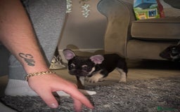 French Bulldog dogs for sale: Ready now!!! - Image 4