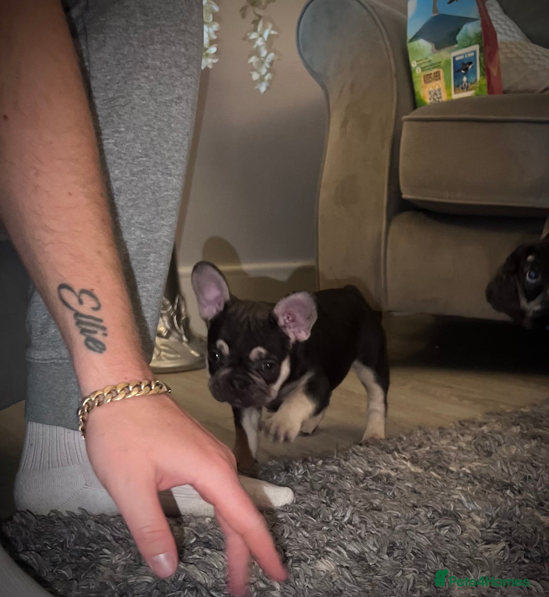 French Bulldog dogs for sale: Ready now!!! - Image 4