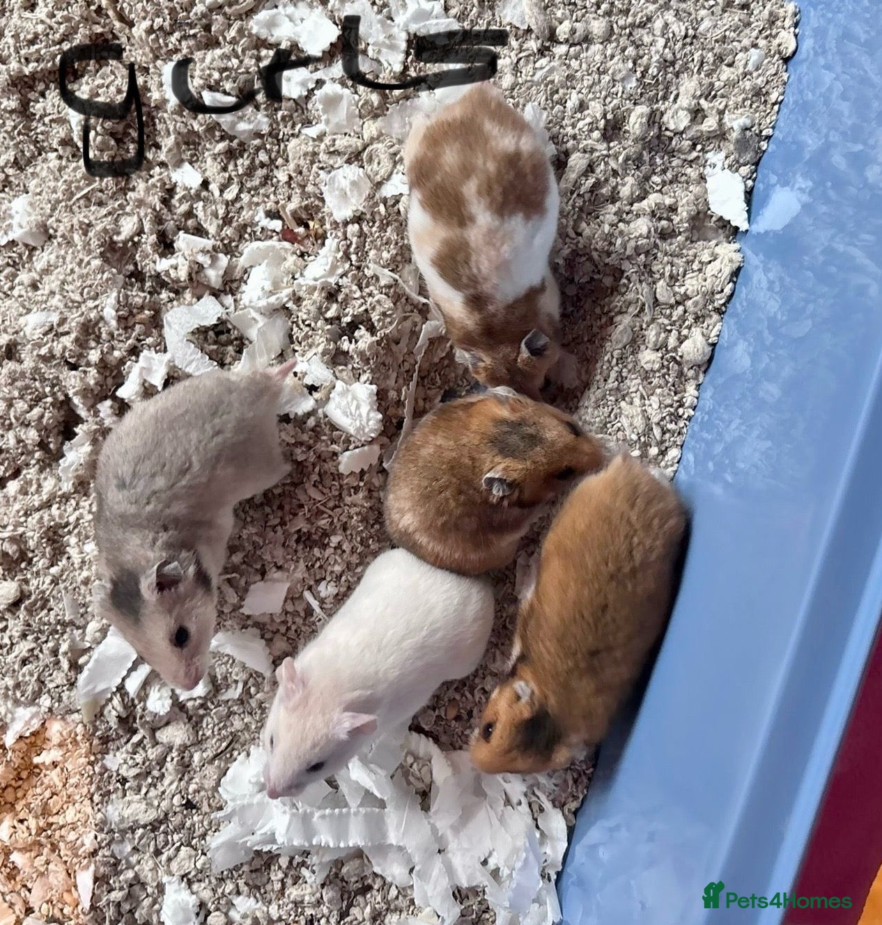 Hamster rodents Baby Syrian Hamsters - Advert 2