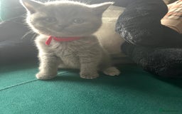 British Shorthair cats for sale: Beautiful British shorthair kittens 🐱 🥰 - Advert 29