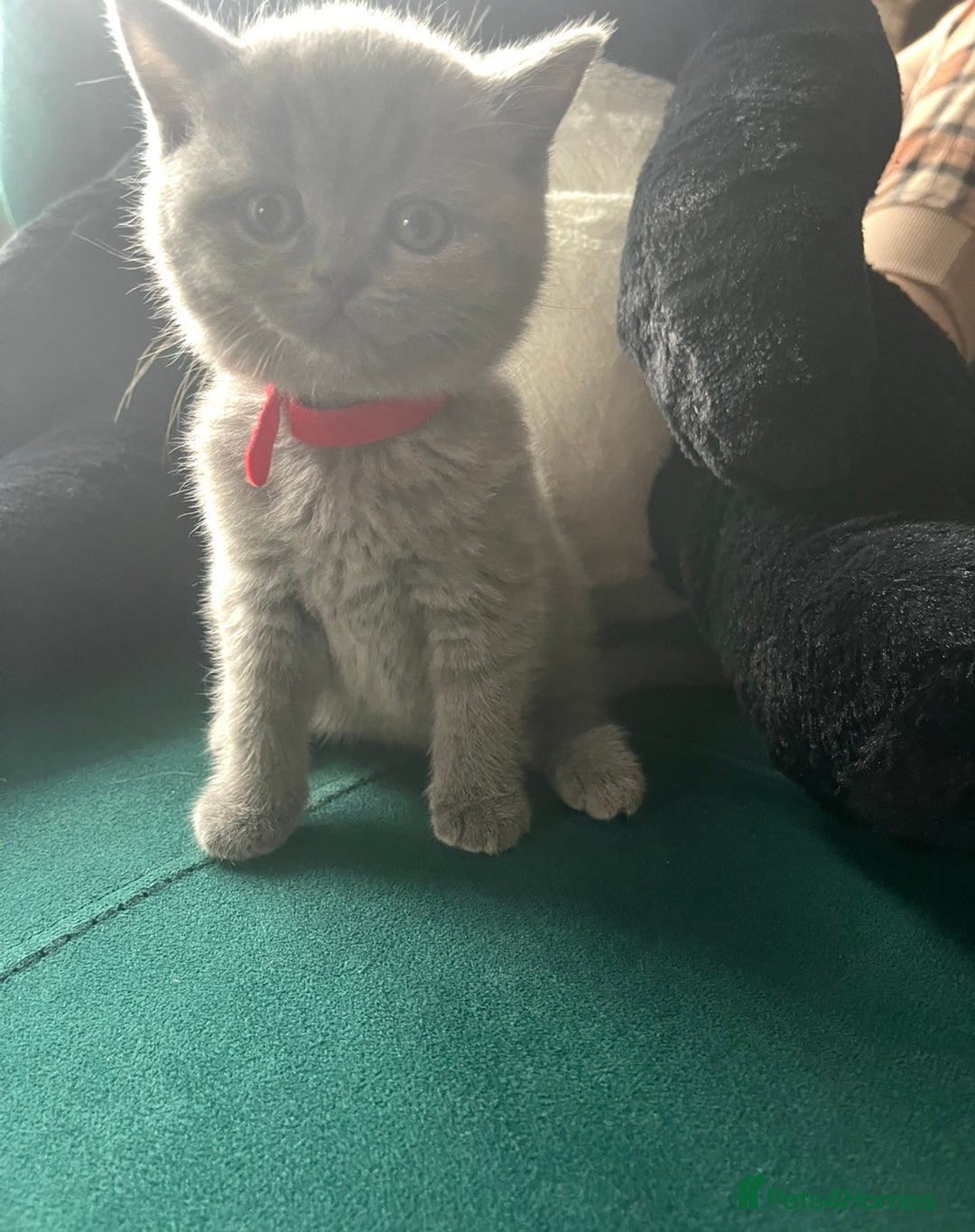 British Shorthair cats for sale: Beautiful British shorthair kittens 🐱 🥰 - Advert 29
