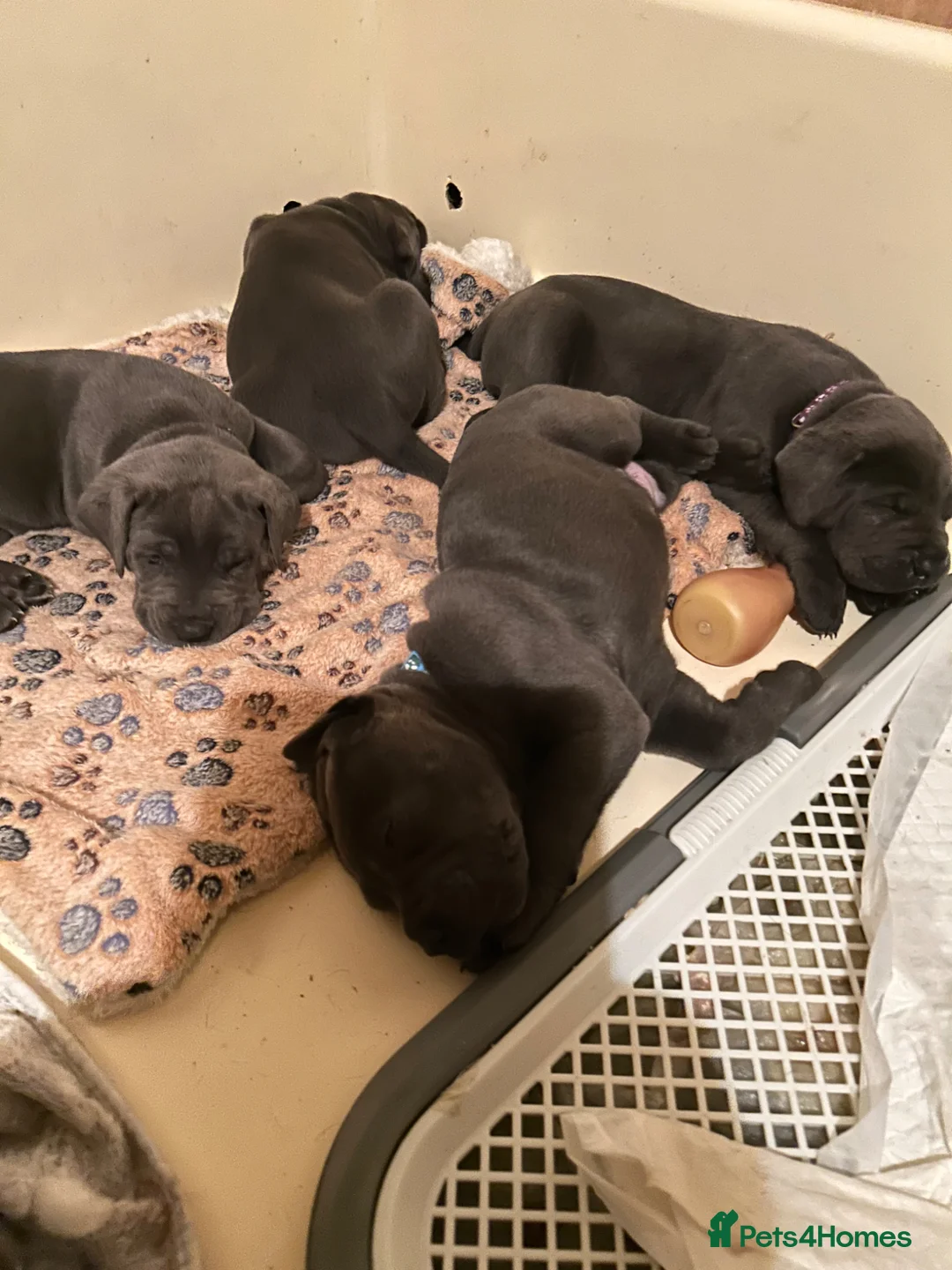 Cane Corso dogs for sale: Bella’s pups Part2 - Advert 2