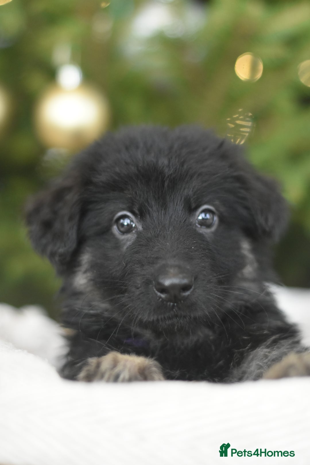 German Shepherd dogs for sale: KC registered 5 generation long coated GSD puppies - Advert 2