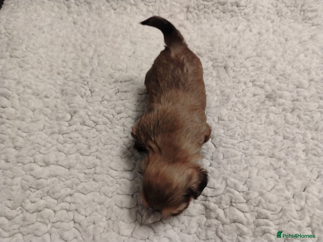 Shih Tzu dogs for sale: Shih tzu  - Image 13