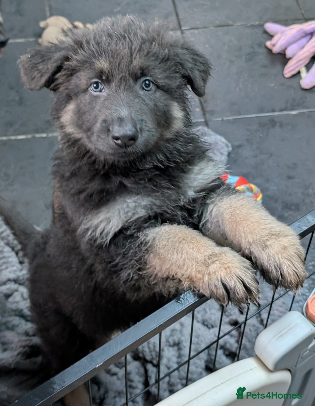 German Shepherd dogs for sale: READY TO GO NOW Blue Isabella German Shepherd Girl - Advert 1