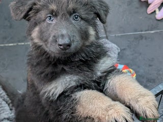German Shepherd dogs ONE LEFT, READY TO GO NOW Gorgeous Shepherd Girl - Advert 1