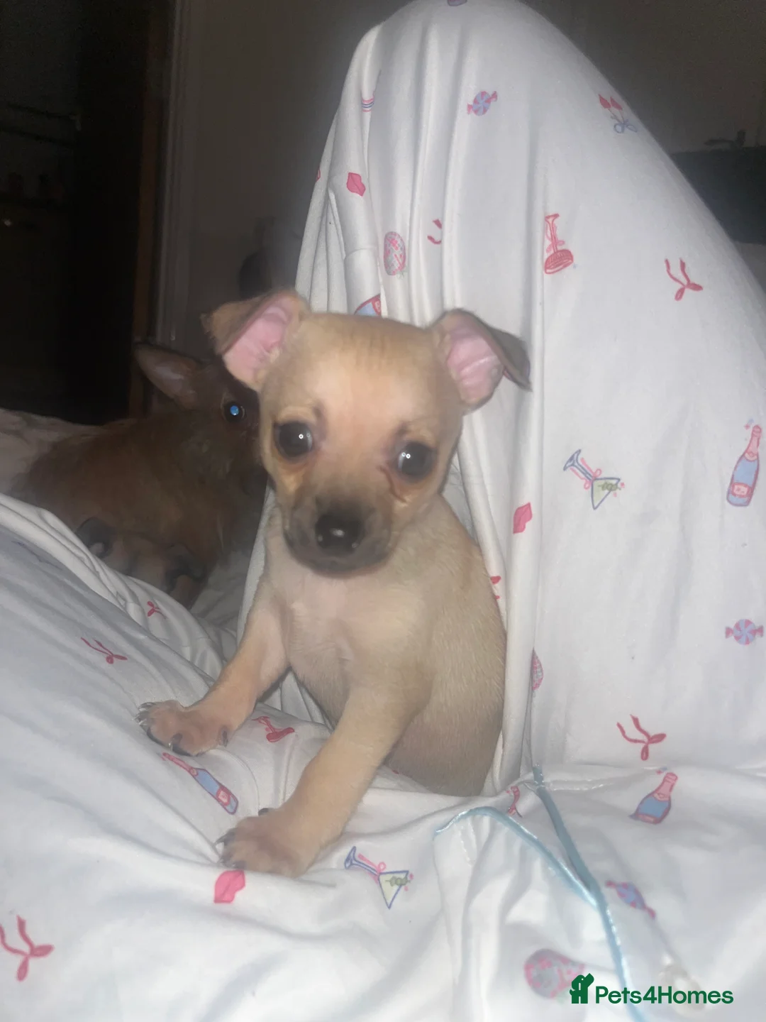 Chihuahua dogs for sale: Chihuahua puppy’s  - Advert 3