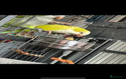 Parakeets birds for sale: 2 beautiful Quaker parrots with cage  - Image 4