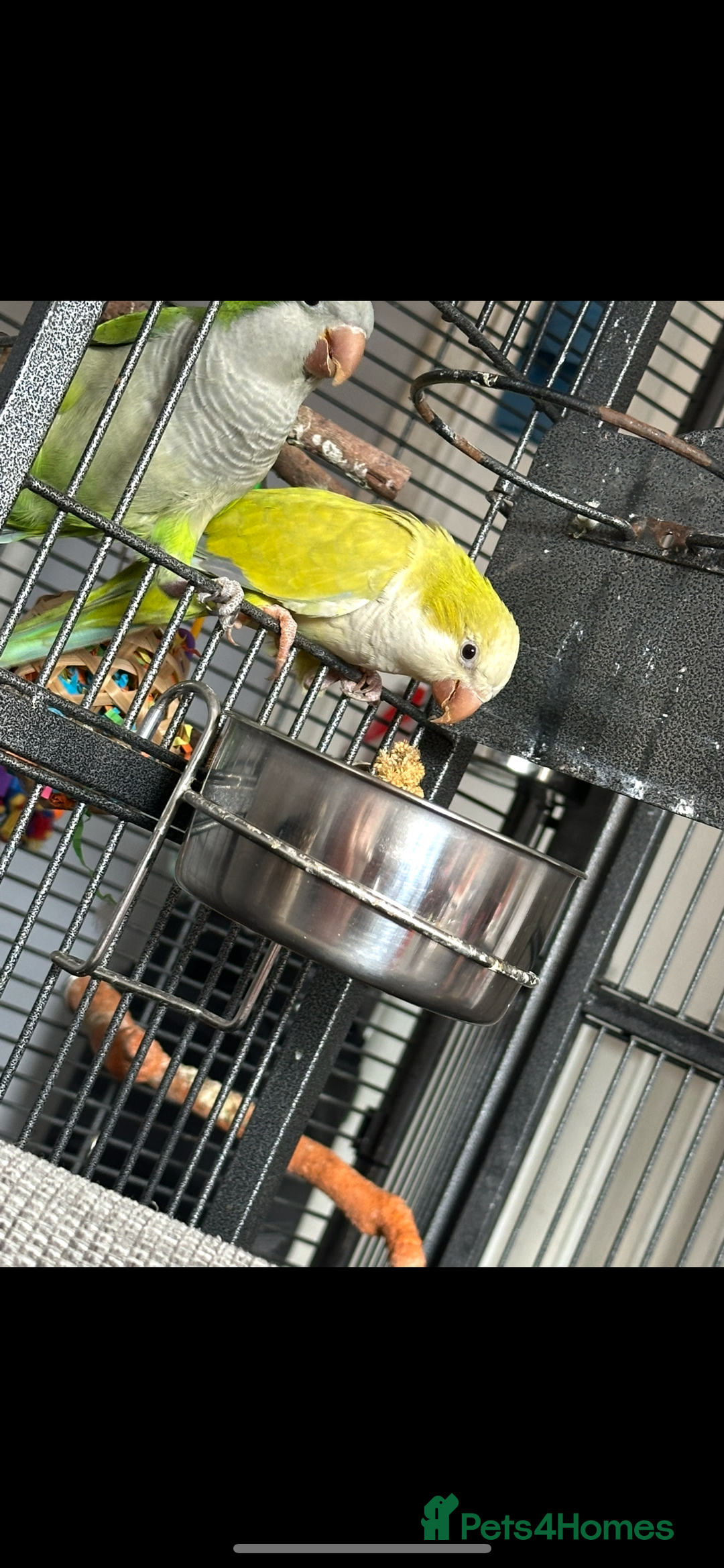 Parakeets birds for sale: 2 beautiful Quaker parrots with cage  - Image 4