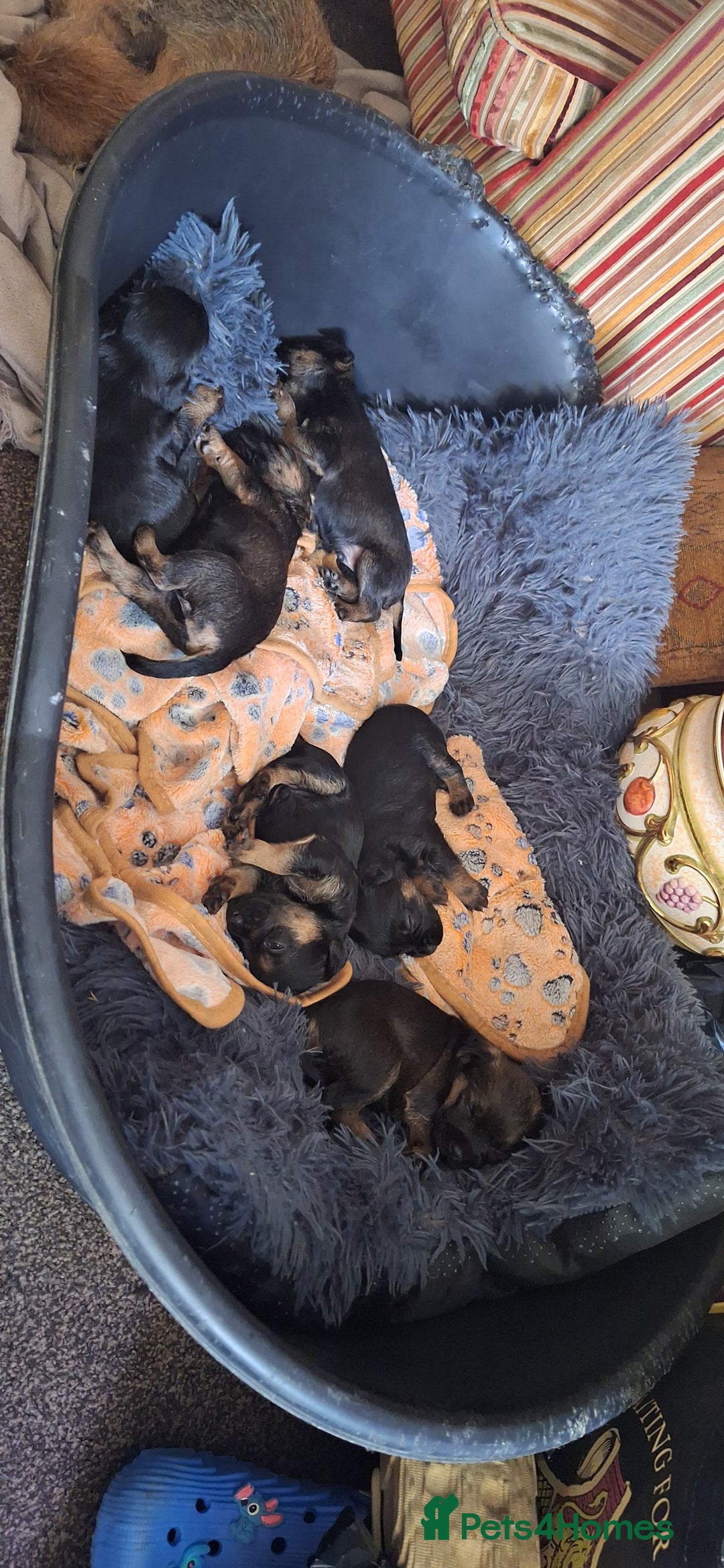 Border Terrier dogs for sale: Border terrier pups slem tested parents  - Image 2