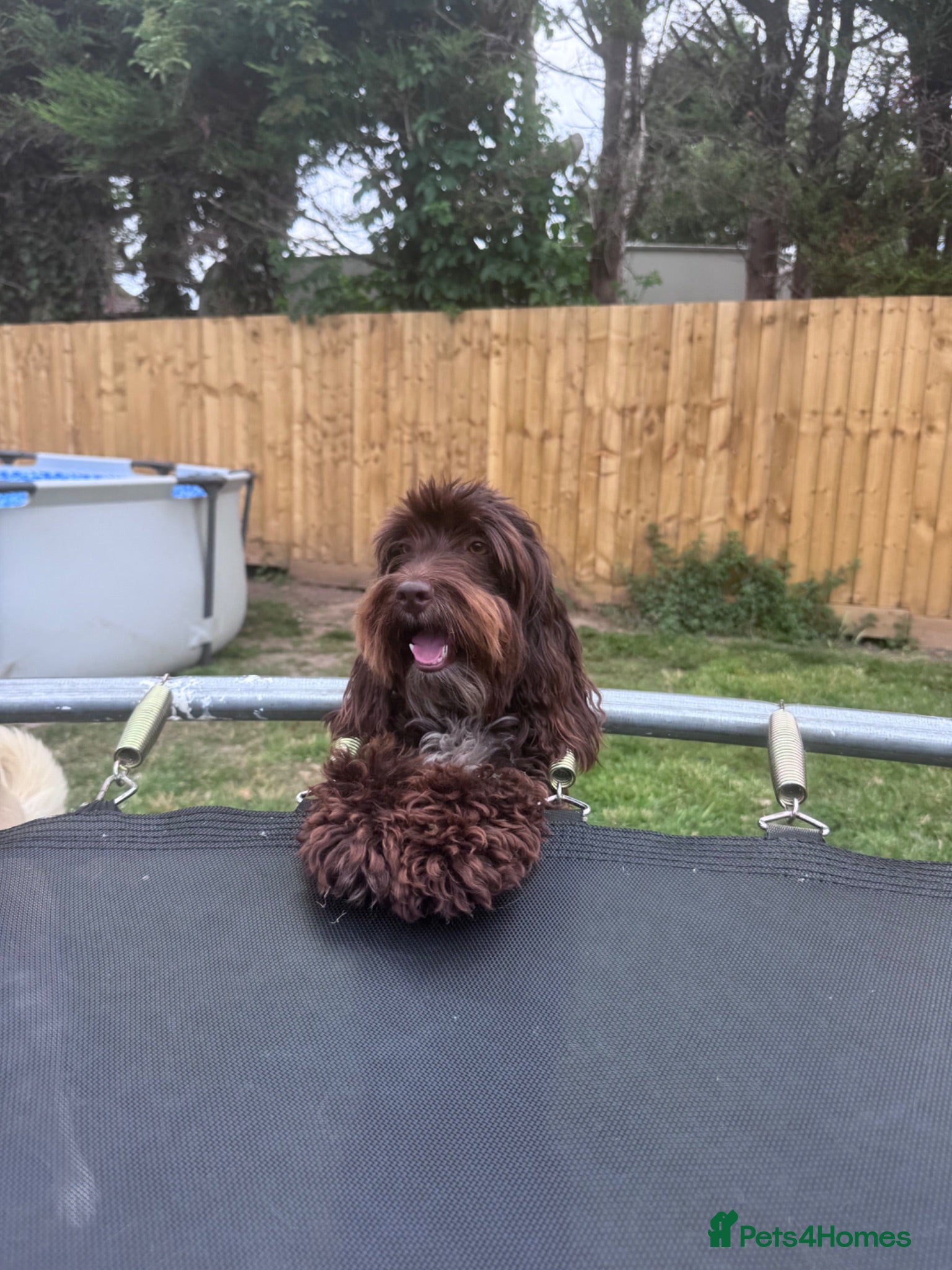 Cockapoo dogs 2 year old chocolate brown miniature cockapoo  - Advert 1