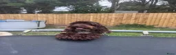 Cockapoo dogs for sale: 2 year old chocolate brown miniature cockapoo  in Spalding - Advert 1
