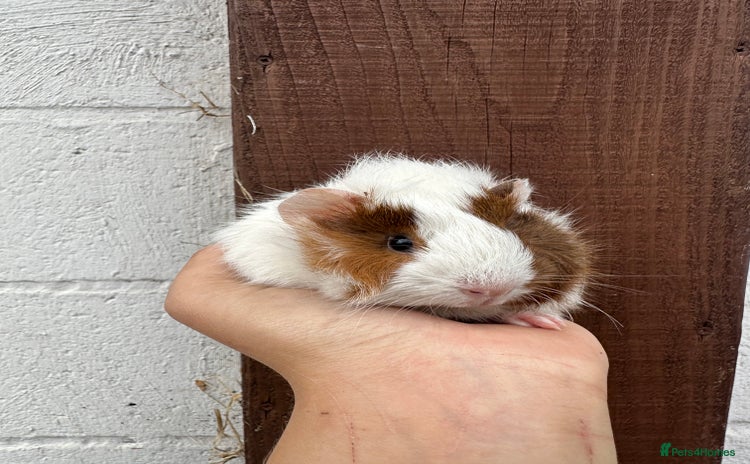 Guinea Pig rodents - Advert 3