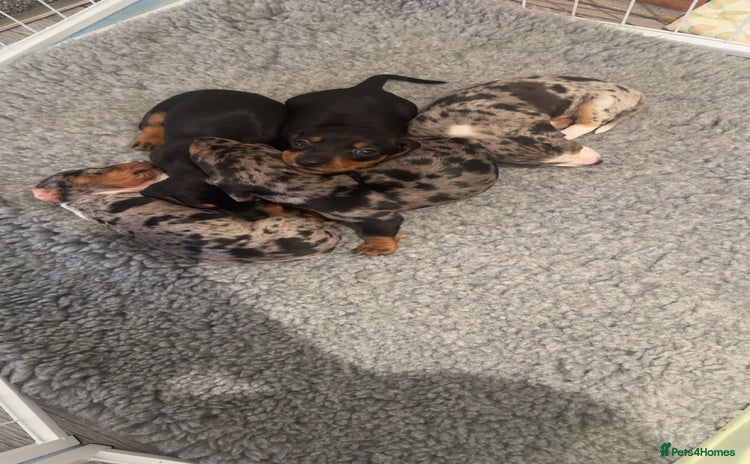 Dachshund dogs - Advert 1
