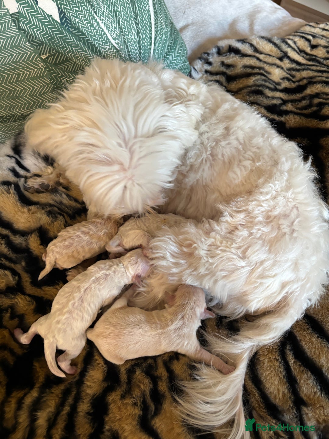 Maltipoo dogs for sale: Exquisite Maltipoo puppies  - Advert 2