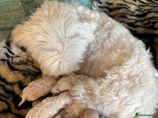 Maltipoo dogs Exquisite Maltipoos puppies - Advert 1