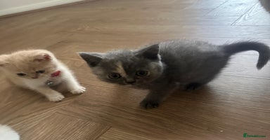 British Shorthair cats - Advert 4