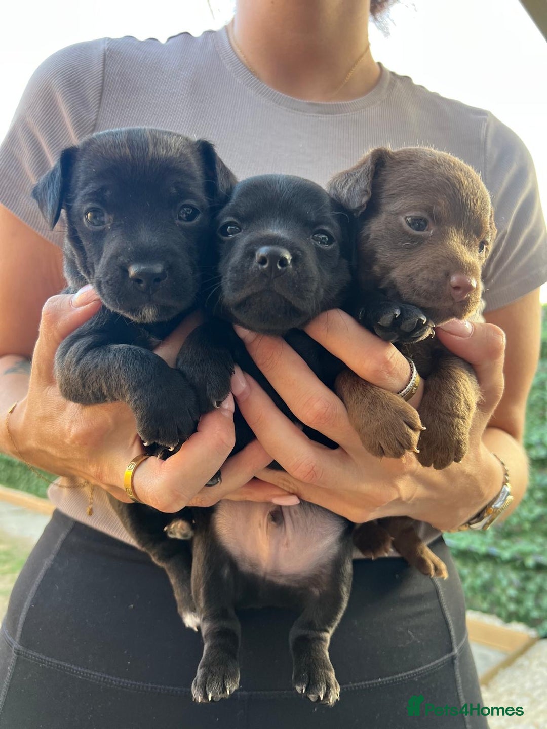 Patterjack dogs for sale: 🐶✨ Patterjack Puppies Ready Soon! ✨🐶 - Image 1