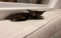 Mixed Breed cats for sale: Two female kittens for sale - Image 18
