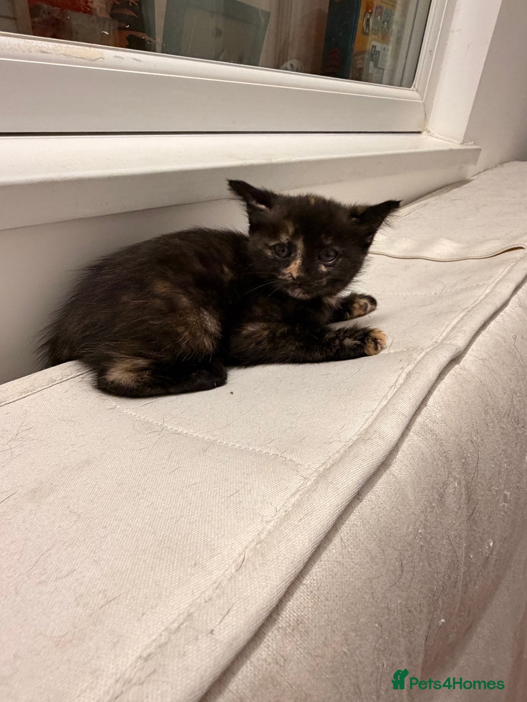 Mixed Breed cats for sale: Two female kittens for sale - Image 18