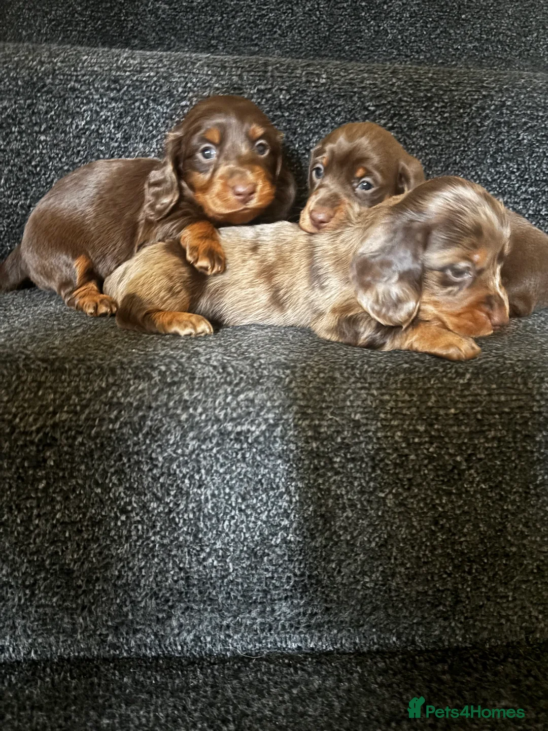 Dachshund dogs for sale: Miniature dachshund puppies 🐶long: smooth hair  - Advert 7
