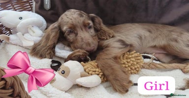 Cocker Spaniel dogs - Advert 2