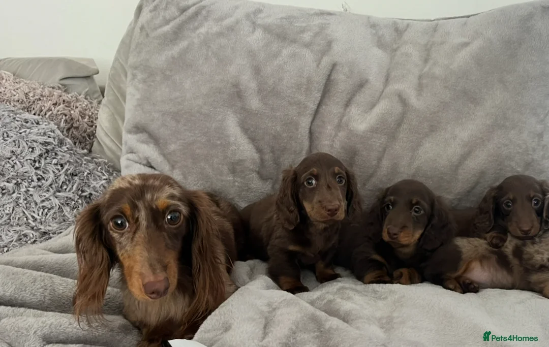 Miniature Dachshund dogs for sale: Stunning long haired  miniature dachshunds - Advert 2