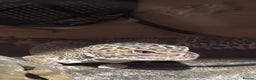 Leopard Gecko reptiles for sale: Pebbles - male leopard gecko - Advert 5