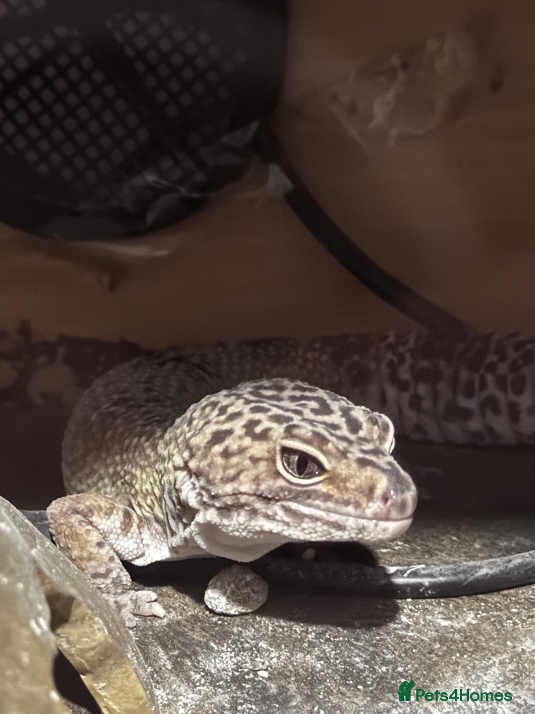 Leopard Gecko reptiles for sale: Pebbles - male leopard gecko - Advert 5