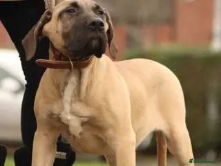 Presa Canario dogs Presa Canario Male - Advert 1