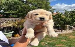 Golden Retriever dogs for sale: Ready now - Golden Retriever Puppies  - Image 6