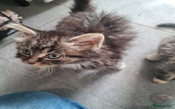 Mixed Breed cats for sale: Ragdoll x Sphynx Kittens - Image 5
