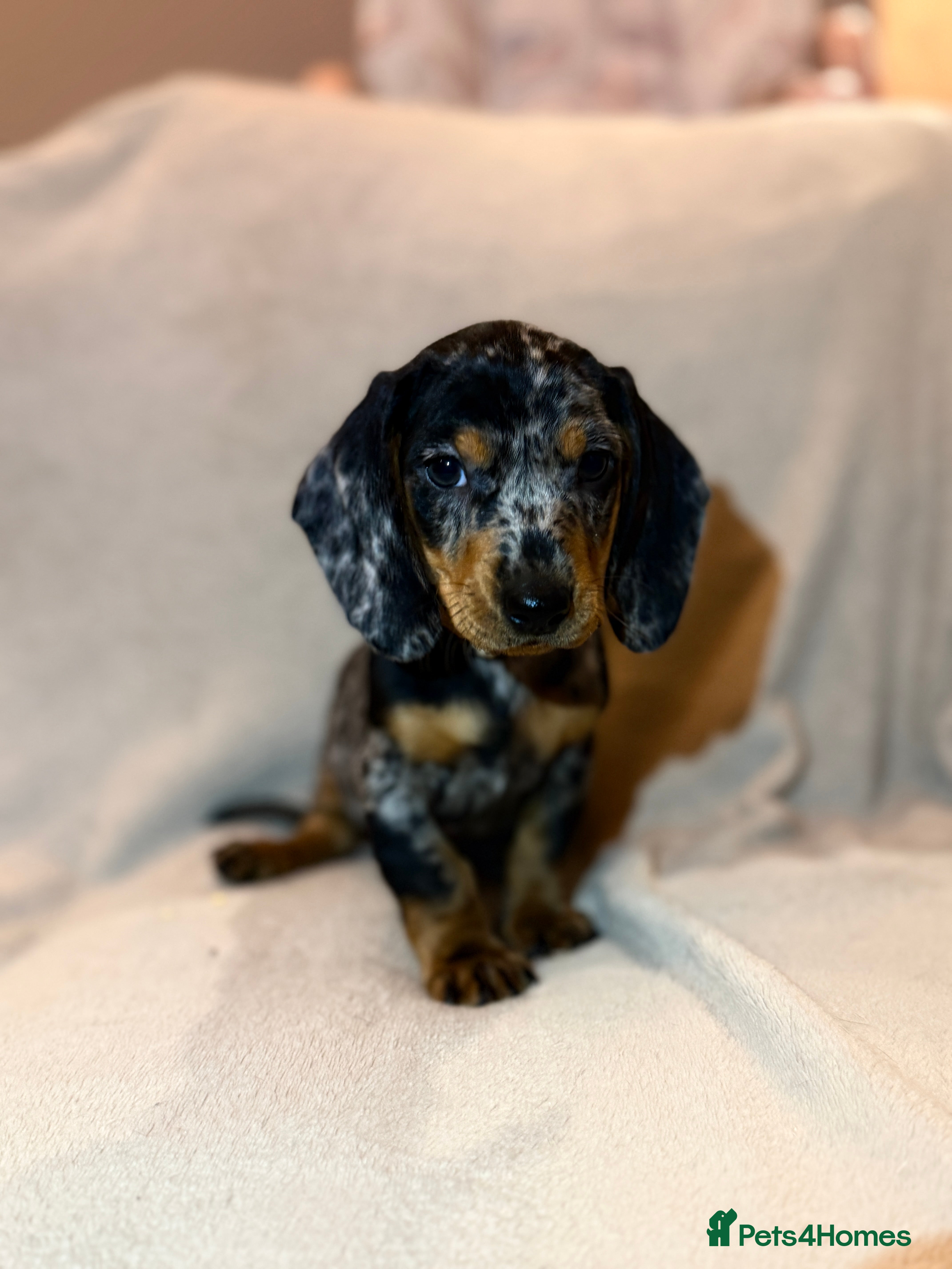 Miniature Dachshund dogs 5 gorgeous dachshund pups - Advert 13