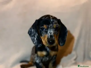 Miniature Dachshund dogs 5 gorgeous dachshund pups - Advert 13