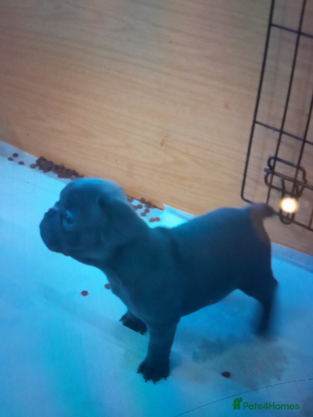 French Bulldog dogs for sale: Quality World class French bulldogs !!!! - Image 2