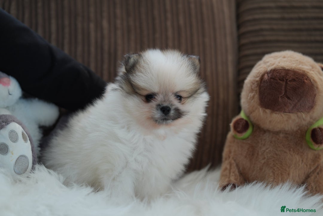 Pomeranian dogs for sale: Two cuties are looking for home  - Advert 15