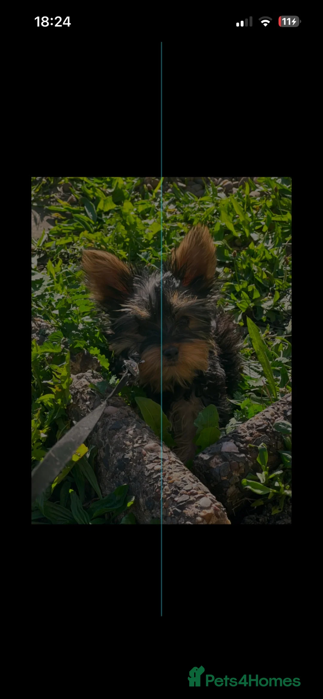 Yorkshire Terrier dogs for sale: Mini Yorkshire 4 months old  - Advert 3