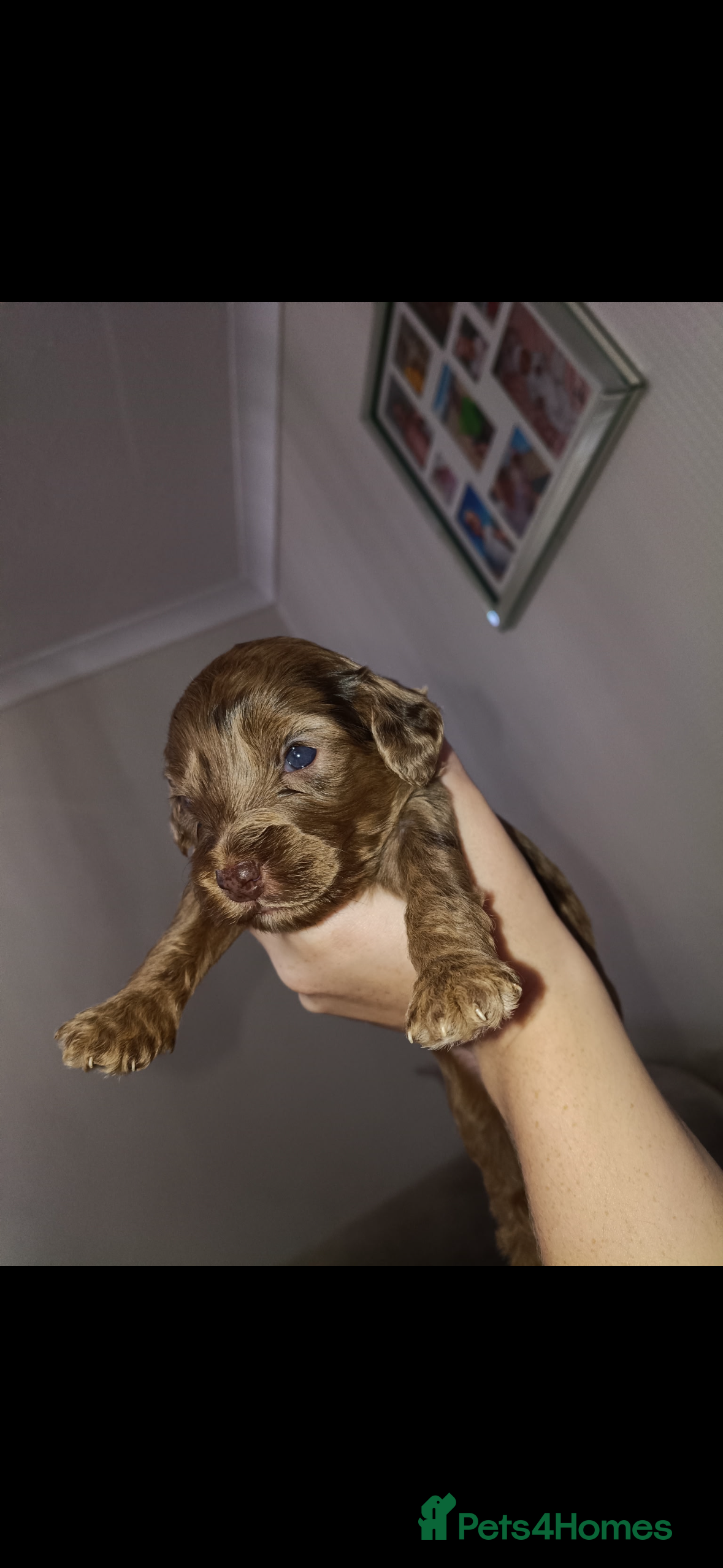 Cockapoo dogs Gorgeous Cockapoos from health-tested parents. - Advert 11