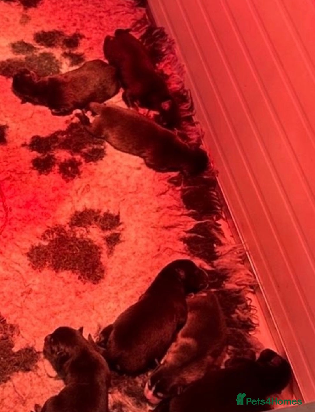 Pomsky dogs for sale: F3 blue eyes perfect husky markings Pomsky puppies - Advert 18