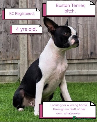 Boston Terrier dogs Boston Terrier  - Advert 6