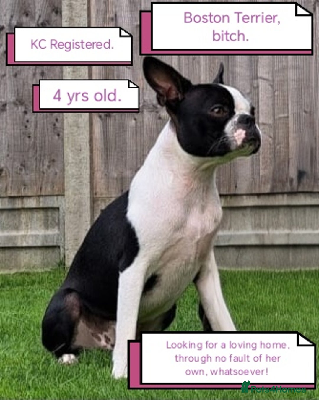Boston Terrier dogs for sale: Boston Terrier  - Advert 1