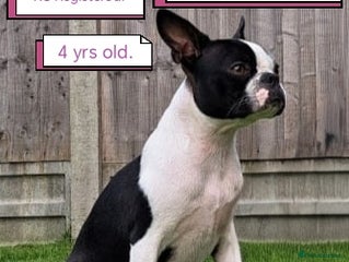 Boston Terrier dogs Boston Terrier - Advert 1