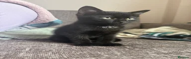 Female kitten 